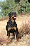 ROTTWEILER 013